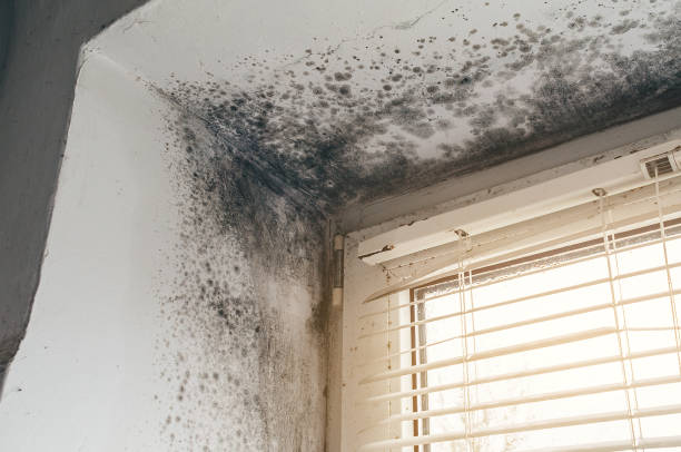 Affordable Basement Mold Removal solutions in Beallsville, MD